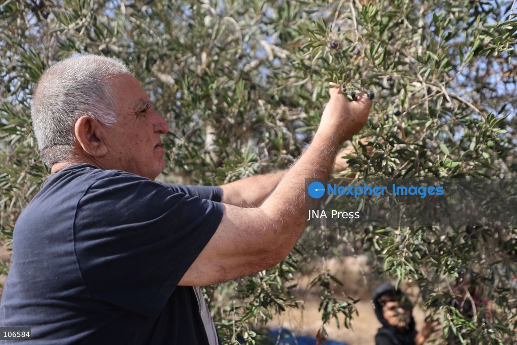 BEIT AWWA, PALESTINE, OCTOBER 15, 2026: Palestinian farmers harvest olives near the Israeli-built separation wall in Beit Awwa, southwest of Hebron in the occupied West Bank, during the annual olive harvest season. Photo by Mosab Shawer / JNA Press. (Photo by Mosab shawer/JNA Press via Nexpher Images)