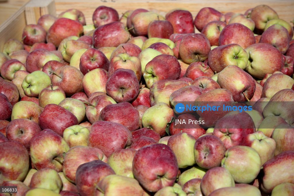 ANANTNAG, JAMMU AND KASHMIR, INDIA, OCTOBER 17, 2026: A cold storage facility in Anantnag, where refrigerated storage helps fruit growers preserve their produce and manage supplies beyond the harvest season. Apples are a major crop supporting Kashmir’s horticultural economy. Photo by Hilal Zargar / JNA Press. (Photo by Hilal Zargar/JNA Press via Nexpher Images)