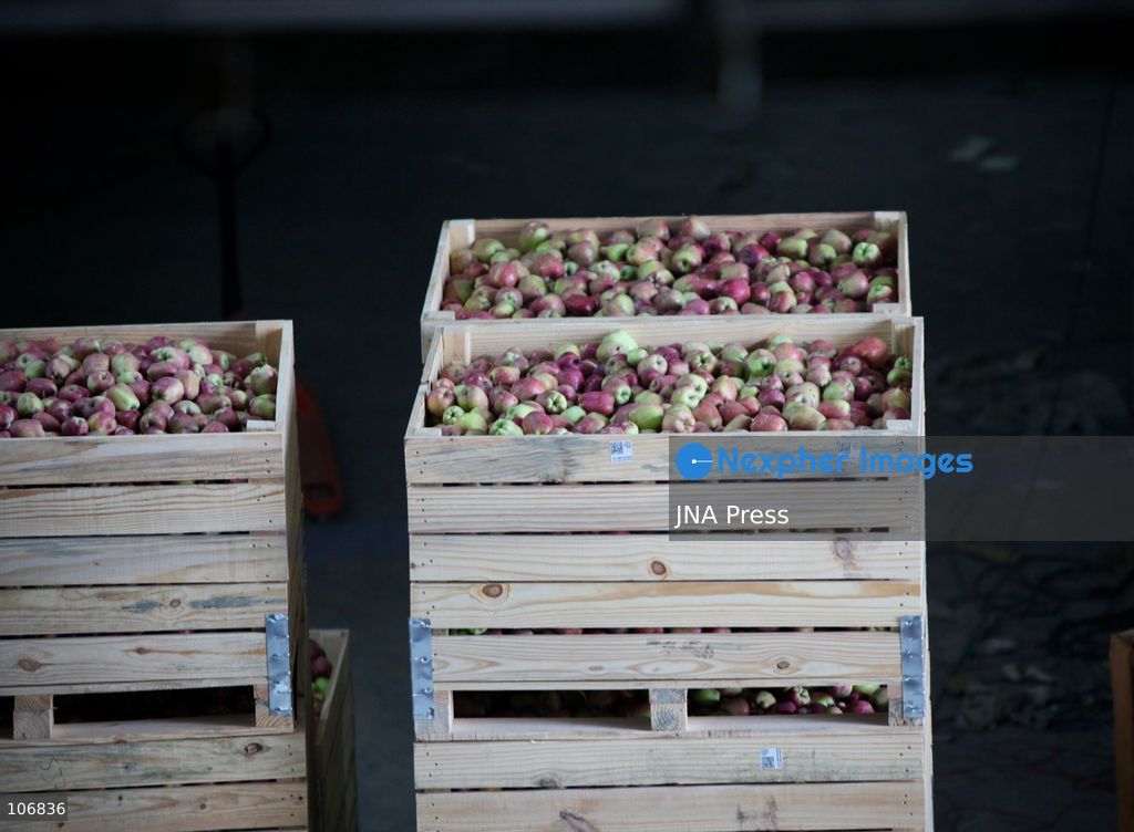 ANANTNAG, JAMMU AND KASHMIR, INDIA, OCTOBER 17, 2026: A cold storage facility in Anantnag, where refrigerated storage helps fruit growers preserve their produce and manage supplies beyond the harvest season. Apples are a major crop supporting Kashmir’s horticultural economy. Photo by Hilal Zargar / JNA Press. (Photo by Hilal Zargar/JNA Press via Nexpher Images)