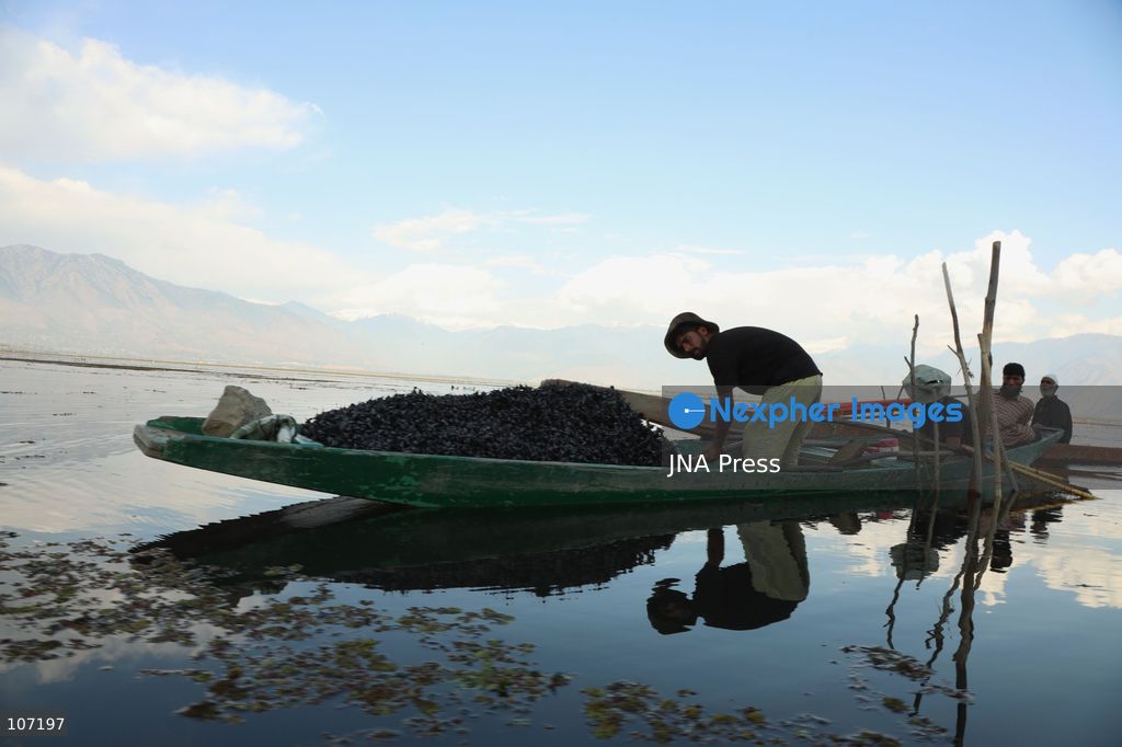 BANDIPORA, INDIA - OCTOBER 19, 2026: Fishermen cast their nets while women and other workers collect water chestnuts at Wular Lake in Bandipora district of Kashmir. Many families in the area earn their livelihoods from the lake's waters. (Photo by Kamran Yousuf/JNA Press via Nexpher Images)