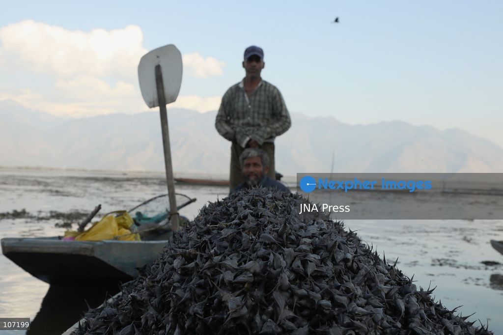 BANDIPORA, INDIA - OCTOBER 19, 2026: Fishermen cast their nets while women and other workers collect water chestnuts at Wular Lake in Bandipora district of Kashmir. Many families in the area earn their livelihoods from the lake's waters. (Photo by Kamran Yousuf/JNA Press via Nexpher Images)