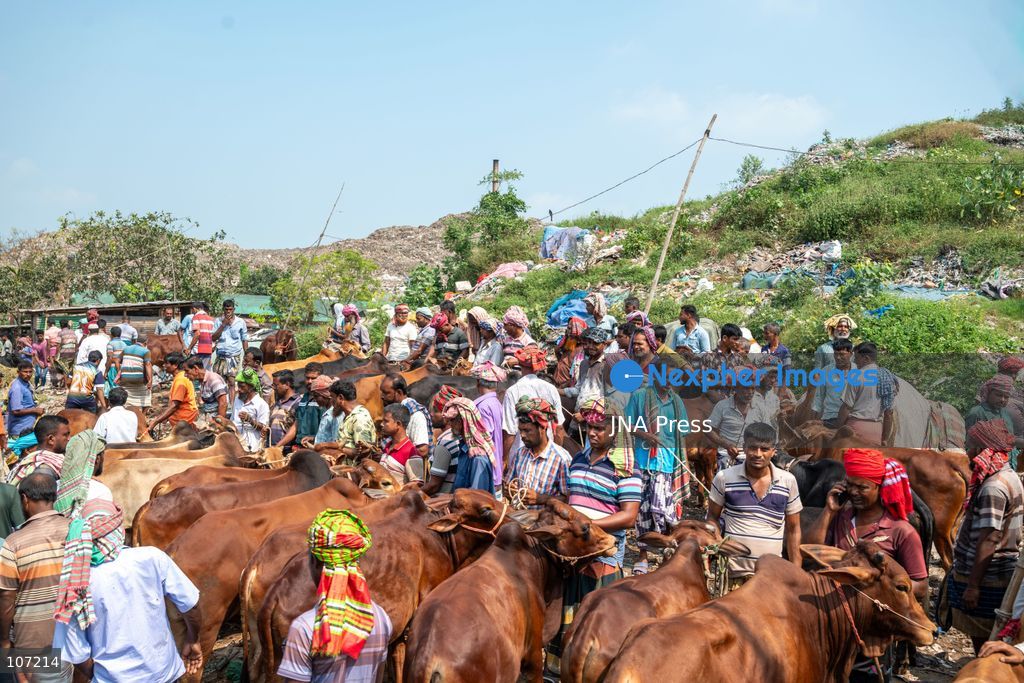 RAJSHAHI, BANGLADESH - OCTOBER 18, 2026: Farmers, independent sellers, wholesale buyers and suppliers from different parts of the country gather at the Rajshahi City Cattle Market, a major livestock trading hub in northern Bangladesh. The market connects small-scale producers with wider commercial distribution networks. (Photo by Bipul Ahmed/JNA Press via Nexpher Images)