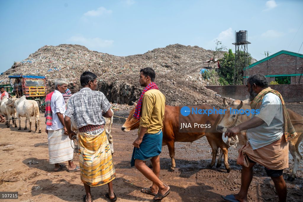 RAJSHAHI, BANGLADESH - OCTOBER 18, 2026: Farmers, independent sellers, wholesale buyers and suppliers from different parts of the country gather at the Rajshahi City Cattle Market, a major livestock trading hub in northern Bangladesh. The market connects small-scale producers with wider commercial distribution networks. (Photo by Bipul Ahmed/JNA Press via Nexpher Images)