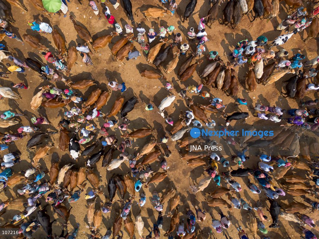 RAJSHAHI, BANGLADESH - OCTOBER 18, 2026: Farmers, independent sellers, wholesale buyers and suppliers from different parts of the country gather at the Rajshahi City Cattle Market, a major livestock trading hub in northern Bangladesh. The market connects small-scale producers with wider commercial distribution networks. (Photo by Bipul Ahmed/JNA Press via Nexpher Images)