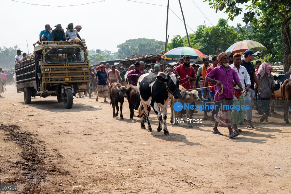 RAJSHAHI, BANGLADESH - OCTOBER 18, 2026: Farmers, independent sellers, wholesale buyers and suppliers from different parts of the country gather at the Rajshahi City Cattle Market, a major livestock trading hub in northern Bangladesh. The market connects small-scale producers with wider commercial distribution networks. (Photo by Bipul Ahmed/JNA Press via Nexpher Images)