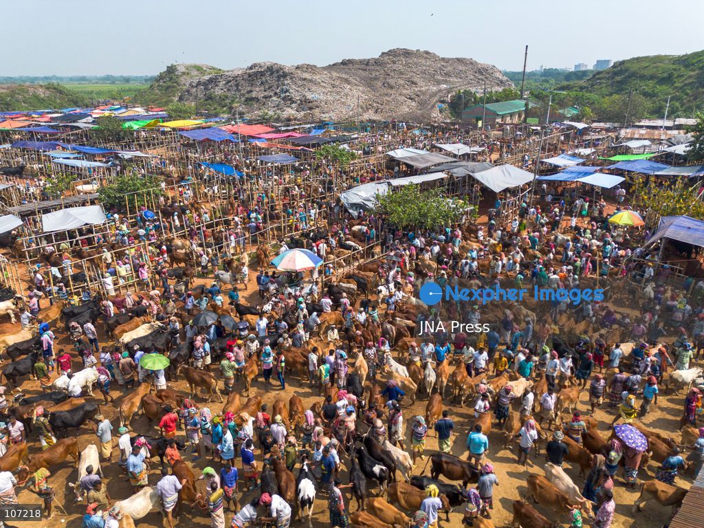 RAJSHAHI, BANGLADESH - OCTOBER 18, 2026: Farmers, independent sellers, wholesale buyers and suppliers from different parts of the country gather at the Rajshahi City Cattle Market, a major livestock trading hub in northern Bangladesh. The market connects small-scale producers with wider commercial distribution networks. (Photo by Bipul Ahmed/JNA Press via Nexpher Images)