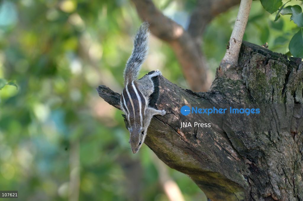 SILIGURI, INDIA - OCTOBER 20, 2026: A squirrel nibbles on food as it sits on a tree branch. (Photo by DIPTENDU DUTTA/JNA Press via Nexpher Images)