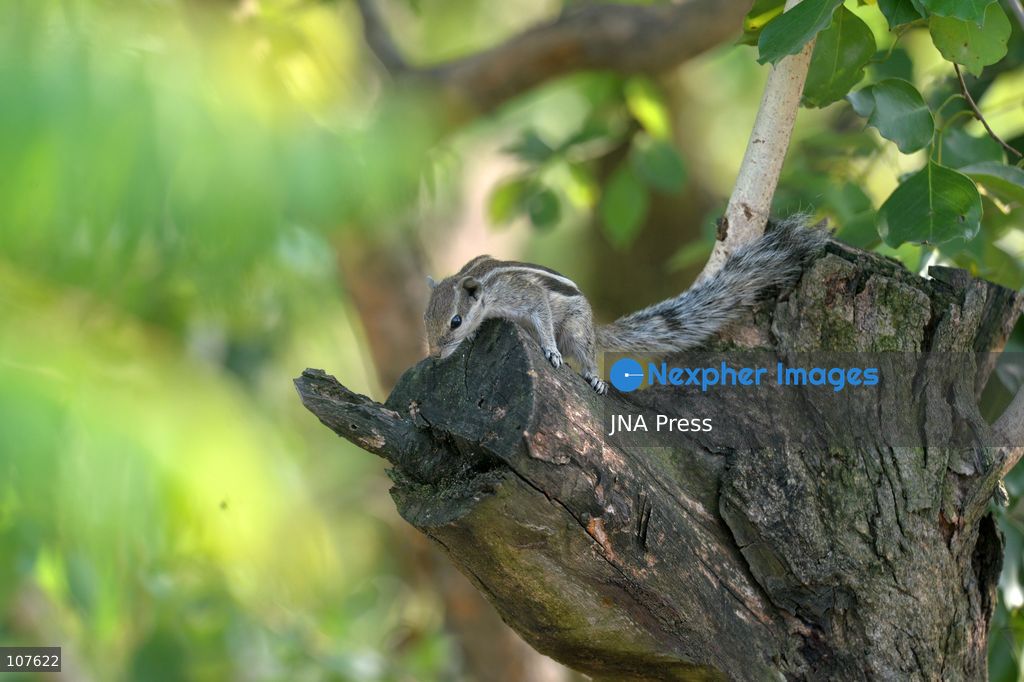 SILIGURI, INDIA - OCTOBER 20, 2026: A squirrel nibbles on food as it sits on a tree branch. (Photo by DIPTENDU DUTTA/JNA Press via Nexpher Images)