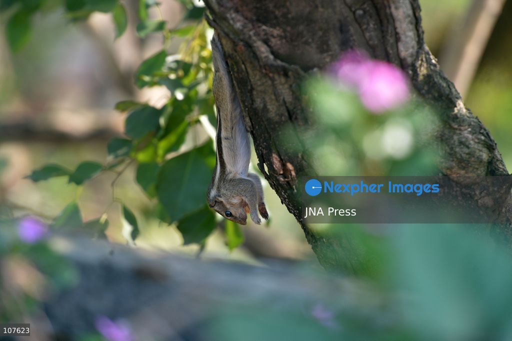 SILIGURI, INDIA - OCTOBER 20, 2026: A squirrel nibbles on food as it sits on a tree branch. (Photo by DIPTENDU DUTTA/JNA Press via Nexpher Images)