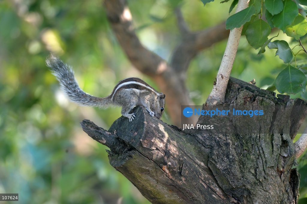 SILIGURI, INDIA - OCTOBER 20, 2026: A squirrel nibbles on food as it sits on a tree branch. (Photo by DIPTENDU DUTTA/JNA Press via Nexpher Images)