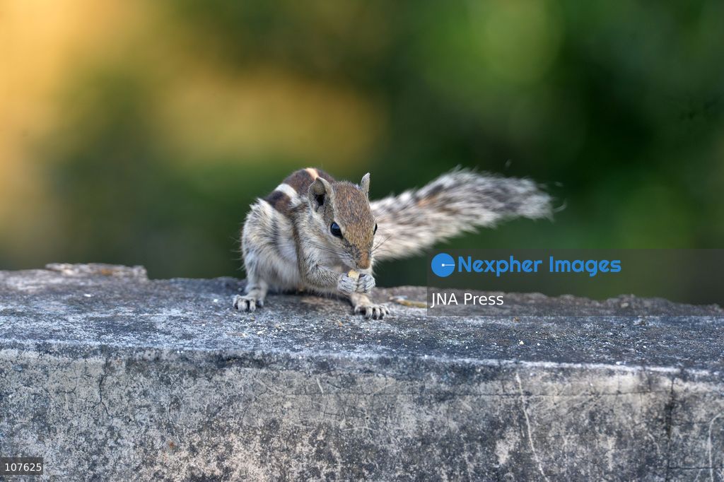 SILIGURI, INDIA - OCTOBER 20, 2026: A squirrel nibbles on food as it sits on a tree branch. (Photo by DIPTENDU DUTTA/JNA Press via Nexpher Images)