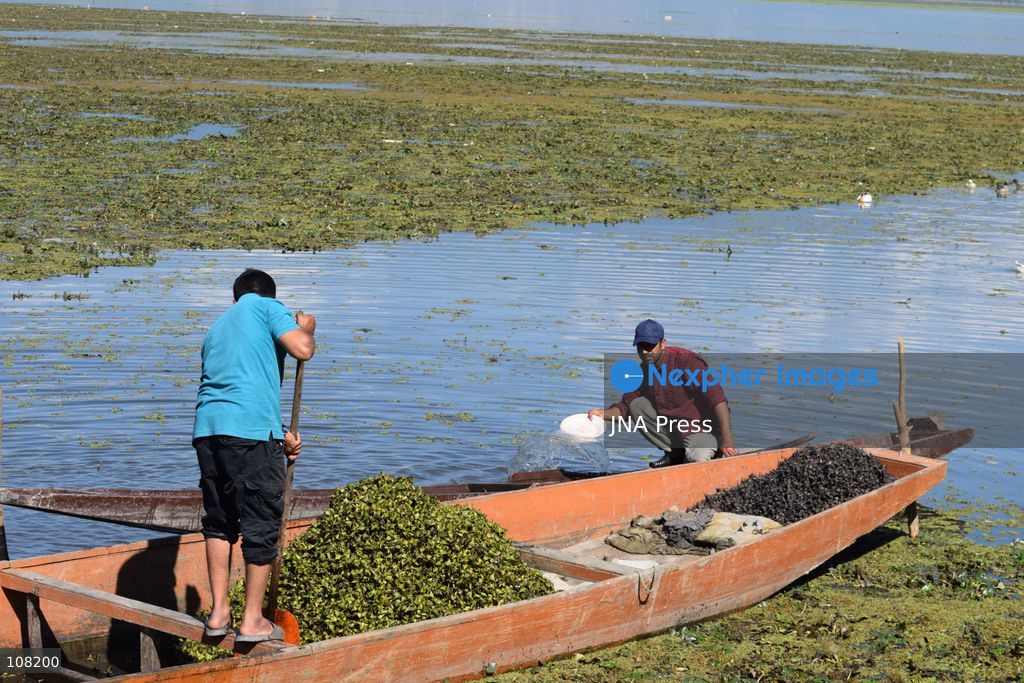 BANDIPORA, JAMMU AND KASHMIR, INDIA - OCTOBER 20, 2026: Local residents harvest water chestnuts in the wetlands. The traditional harvest is a source of livelihood for local communities that depend on these wetlands. (Photo by Mohsin Mushtaq Bhat/JNA Press via Nexpher Images)