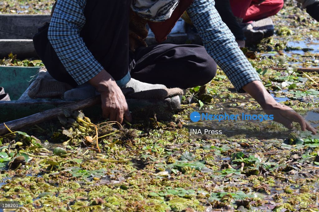 BANDIPORA, JAMMU AND KASHMIR, INDIA - OCTOBER 20, 2026: Local residents harvest water chestnuts in the wetlands. The traditional harvest is a source of livelihood for local communities that depend on these wetlands. (Photo by Mohsin Mushtaq Bhat/JNA Press via Nexpher Images)