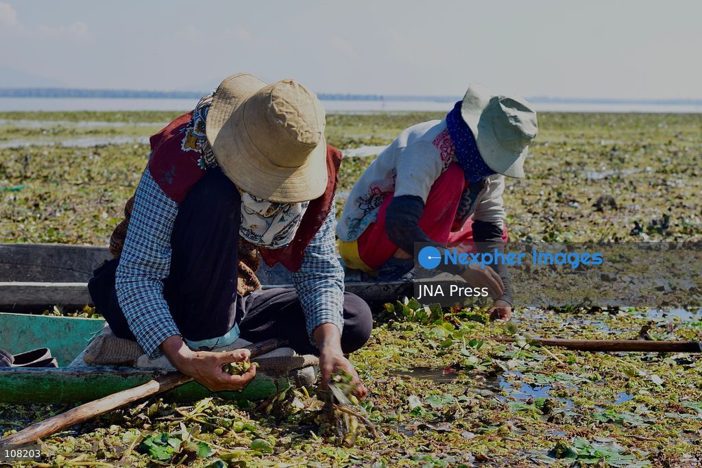 BANDIPORA, JAMMU AND KASHMIR, INDIA - OCTOBER 20, 2026: Local residents harvest water chestnuts in the wetlands. The traditional harvest is a source of livelihood for local communities that depend on these wetlands. (Photo by Mohsin Mushtaq Bhat/JNA Press via Nexpher Images)