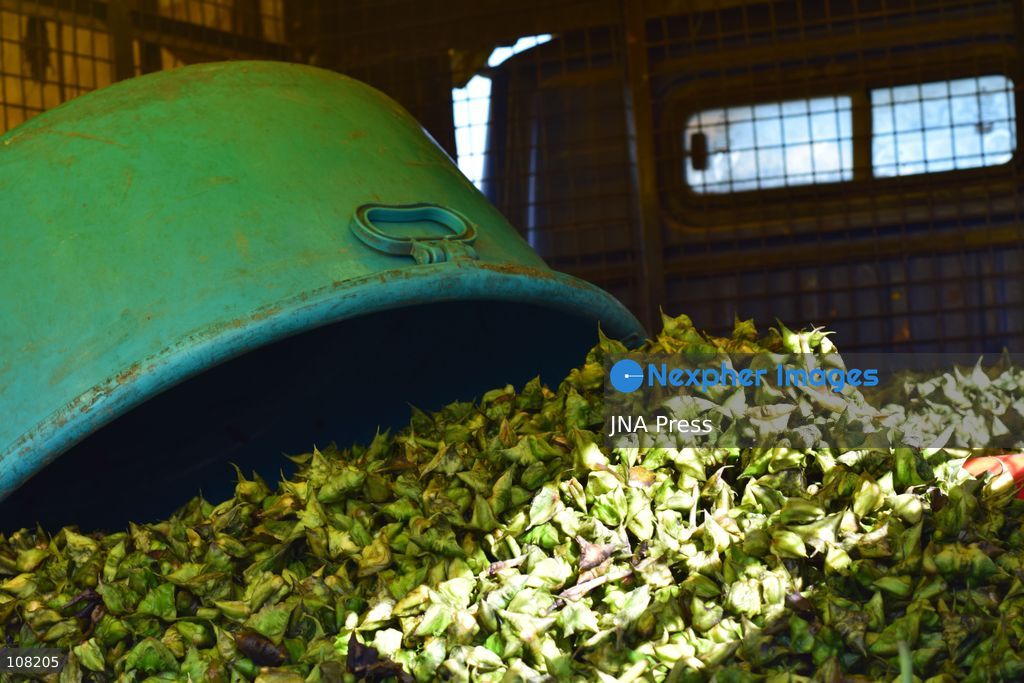BANDIPORA, JAMMU AND KASHMIR, INDIA - OCTOBER 20, 2026: Local residents harvest water chestnuts in the wetlands. The traditional harvest is a source of livelihood for local communities that depend on these wetlands. (Photo by Mohsin Mushtaq Bhat/JNA Press via Nexpher Images)
