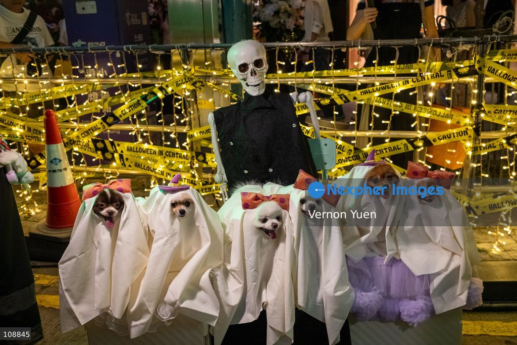 Dogs dress in halloween themed costumes at a halloween event on October 24, 2026 in Hong Kong. (Photo by Vernon Yuen/Nexpher Images)