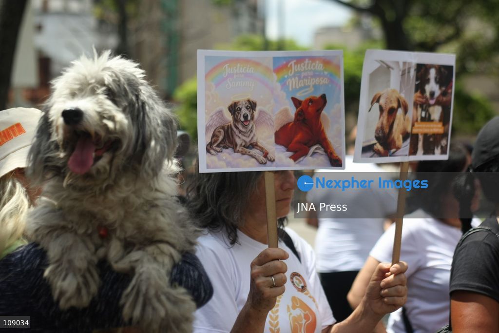 CARACAS, VENEZUELA, OCTOBER 24, 2026: Animal rights activists demonstrate in Caracas, calling for stronger legislation against animal abuse and justice for animals harmed or killed across Venezuela. Participants demand tougher penalties for offenders and greater action by authorities to investigate complaints and protect animals. (Photo by Moisés Quintero/JNA Press via Nexpher Images)