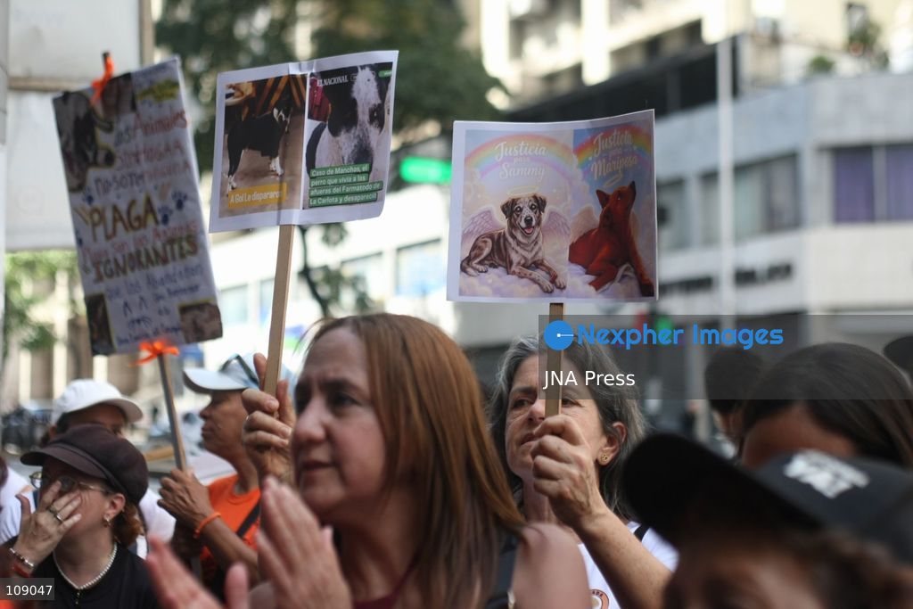 CARACAS, VENEZUELA, OCTOBER 24, 2026: Animal rights activists demonstrate in Caracas, calling for stronger legislation against animal abuse and justice for animals harmed or killed across Venezuela. Participants demand tougher penalties for offenders and greater action by authorities to investigate complaints and protect animals. (Photo by Moisés Quintero/JNA Press via Nexpher Images)