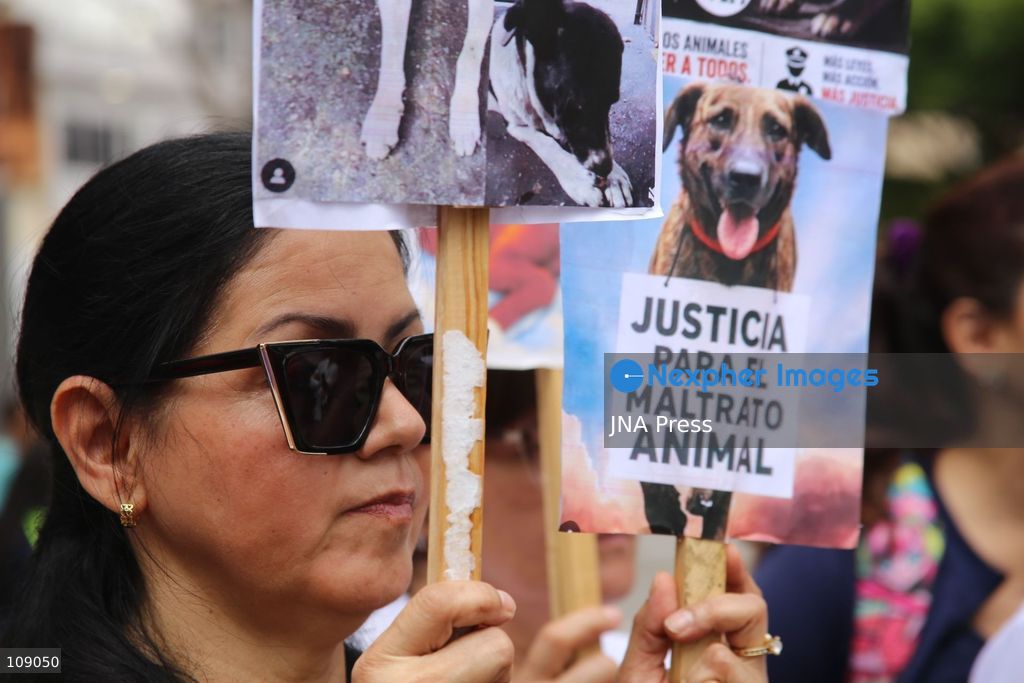 CARACAS, VENEZUELA, OCTOBER 24, 2026: Animal rights activists demonstrate in Caracas, calling for stronger legislation against animal abuse and justice for animals harmed or killed across Venezuela. Participants demand tougher penalties for offenders and greater action by authorities to investigate complaints and protect animals. (Photo by Moisés Quintero/JNA Press via Nexpher Images)