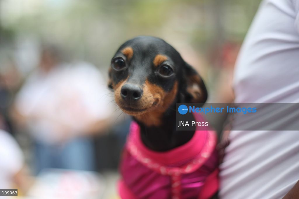 CARACAS, VENEZUELA, OCTOBER 24, 2026: Animal rights activists demonstrate in Caracas, calling for stronger legislation against animal abuse and justice for animals harmed or killed across Venezuela. Participants demand tougher penalties for offenders and greater action by authorities to investigate complaints and protect animals. (Photo by Moisés Quintero/JNA Press via Nexpher Images)