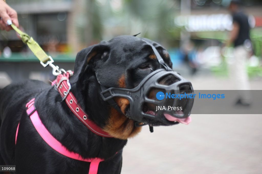 CARACAS, VENEZUELA, OCTOBER 24, 2026: Animal rights activists demonstrate in Caracas, calling for stronger legislation against animal abuse and justice for animals harmed or killed across Venezuela. Participants demand tougher penalties for offenders and greater action by authorities to investigate complaints and protect animals. (Photo by Moisés Quintero/JNA Press via Nexpher Images)