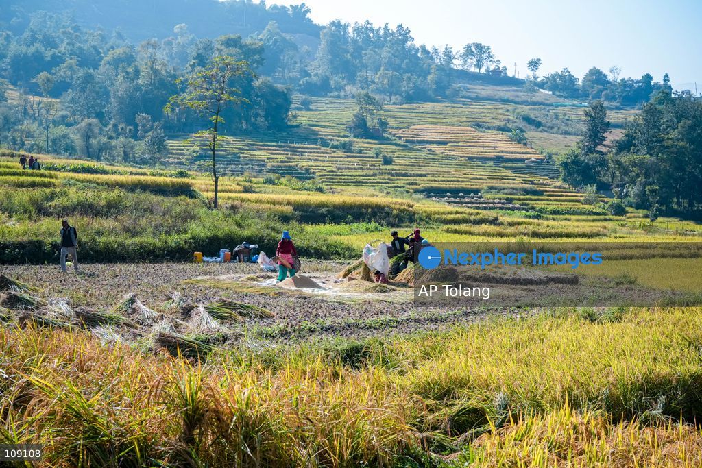 KATHMANDU, NEPAL – October 24, 2026: Farmers harvest paddy crops using traditional methods in farmland on the outskirts of Kathmandu, Nepal. Paddy harvesting is an important part of the autumn agricultural season in Nepal, as farmers gather their crops before the onset of winter. (Photo by AP Tolang/Nexpher Images)