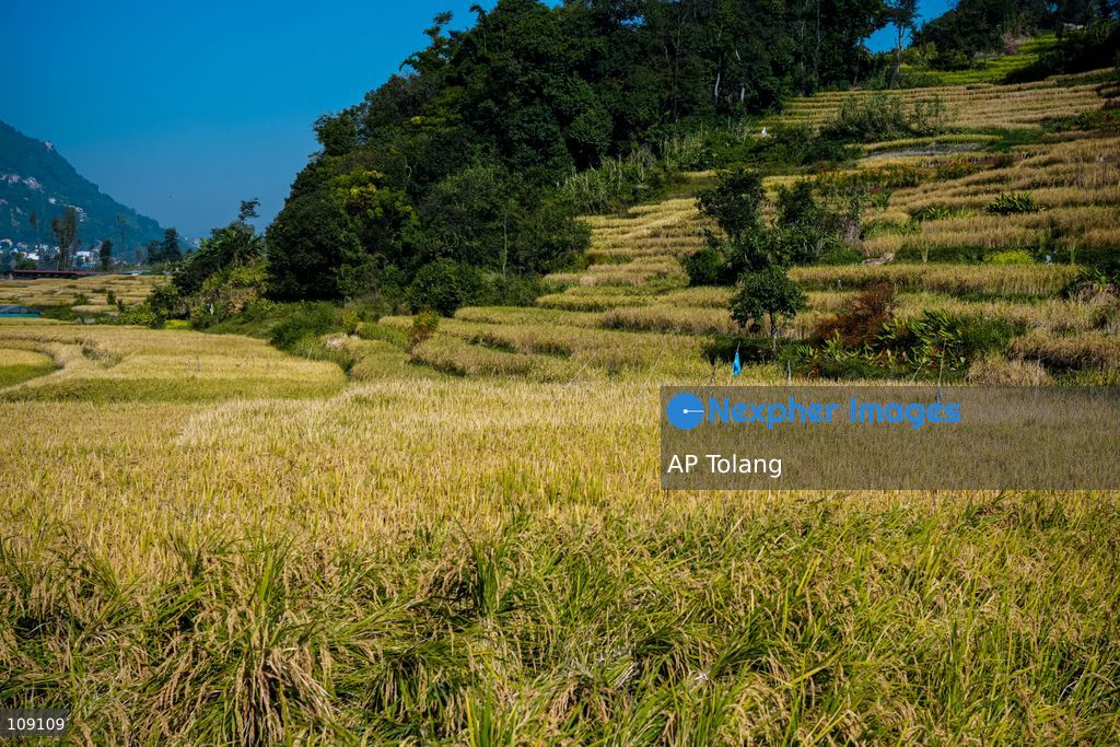 KATHMANDU, NEPAL – October 24, 2026: Farmers harvest paddy crops using traditional methods in farmland on the outskirts of Kathmandu, Nepal. Paddy harvesting is an important part of the autumn agricultural season in Nepal, as farmers gather their crops before the onset of winter. (Photo by AP Tolang/Nexpher Images)