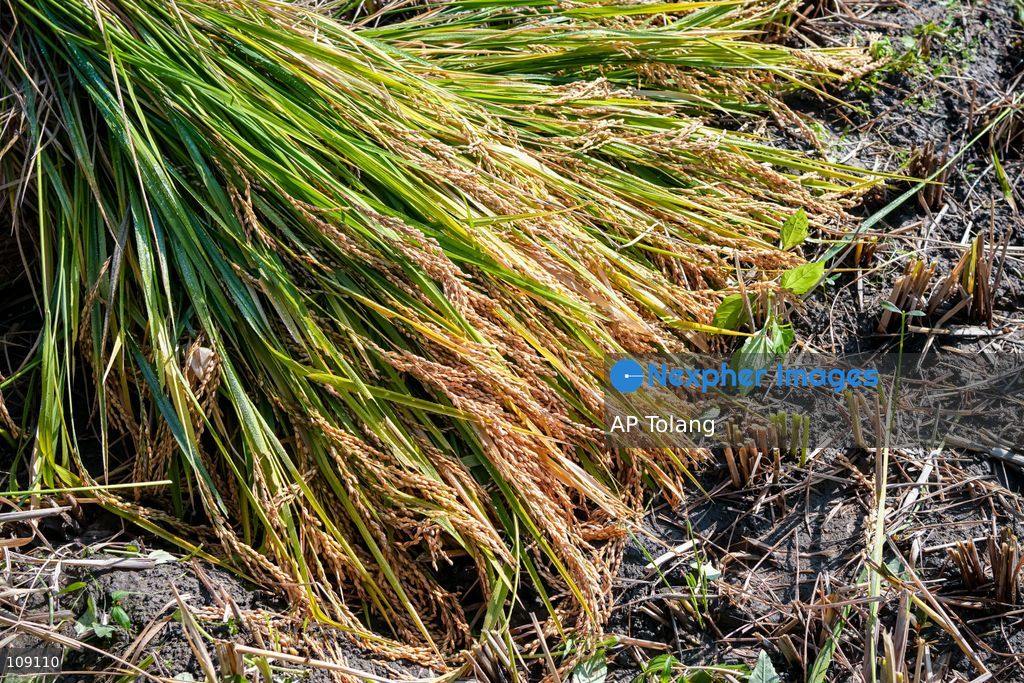KATHMANDU, NEPAL – October 24, 2026: Farmers harvest paddy crops using traditional methods in farmland on the outskirts of Kathmandu, Nepal. Paddy harvesting is an important part of the autumn agricultural season in Nepal, as farmers gather their crops before the onset of winter. (Photo by AP Tolang/Nexpher Images)