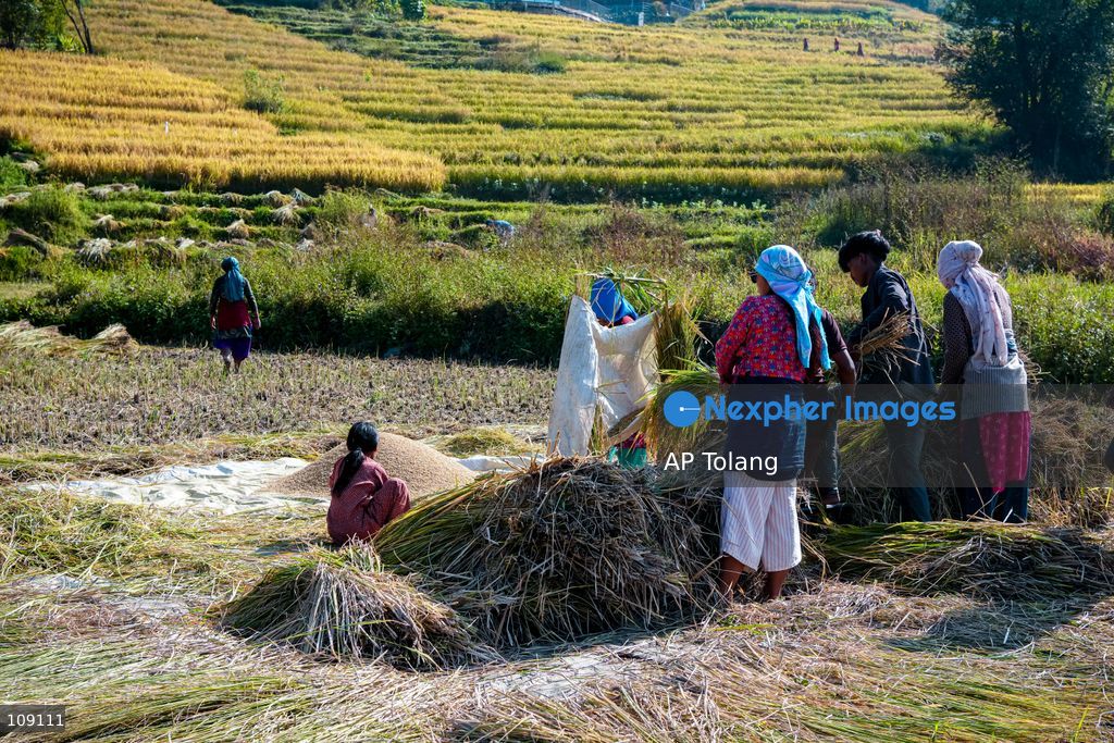 KATHMANDU, NEPAL – October 24, 2026: Farmers harvest paddy crops using traditional methods in farmland on the outskirts of Kathmandu, Nepal. Paddy harvesting is an important part of the autumn agricultural season in Nepal, as farmers gather their crops before the onset of winter. (Photo by AP Tolang/Nexpher Images)