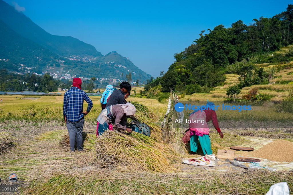 KATHMANDU, NEPAL – October 24, 2026: Farmers harvest paddy crops using traditional methods in farmland on the outskirts of Kathmandu, Nepal. Paddy harvesting is an important part of the autumn agricultural season in Nepal, as farmers gather their crops before the onset of winter. (Photo by AP Tolang/Nexpher Images)