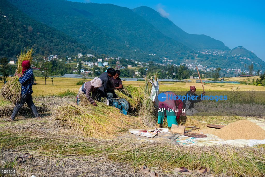 KATHMANDU, NEPAL – October 24, 2026: Farmers harvest paddy crops using traditional methods in farmland on the outskirts of Kathmandu, Nepal. Paddy harvesting is an important part of the autumn agricultural season in Nepal, as farmers gather their crops before the onset of winter. (Photo by AP Tolang/Nexpher Images)