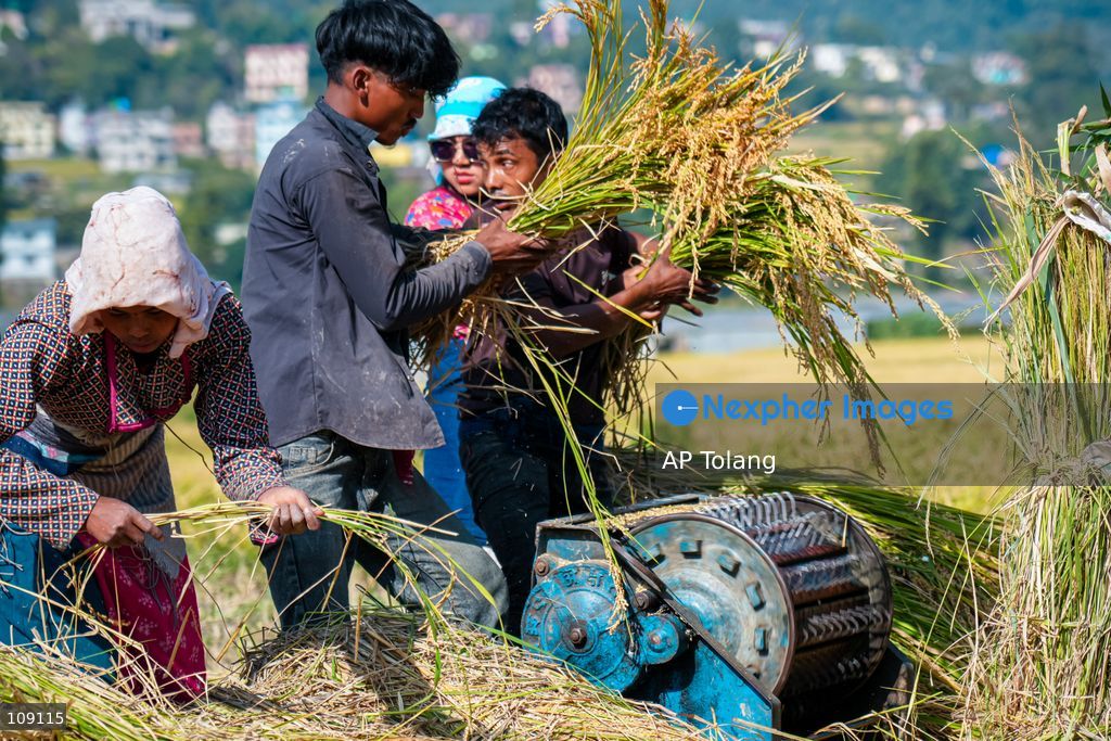KATHMANDU, NEPAL – October 24, 2026: Farmers harvest paddy crops using traditional methods in farmland on the outskirts of Kathmandu, Nepal. Paddy harvesting is an important part of the autumn agricultural season in Nepal, as farmers gather their crops before the onset of winter. (Photo by AP Tolang/Nexpher Images)