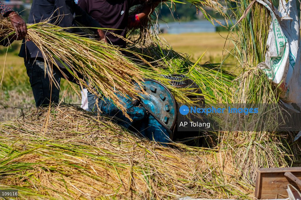 KATHMANDU, NEPAL – October 24, 2026: Farmers harvest paddy crops using traditional methods in farmland on the outskirts of Kathmandu, Nepal. Paddy harvesting is an important part of the autumn agricultural season in Nepal, as farmers gather their crops before the onset of winter. (Photo by AP Tolang/Nexpher Images)