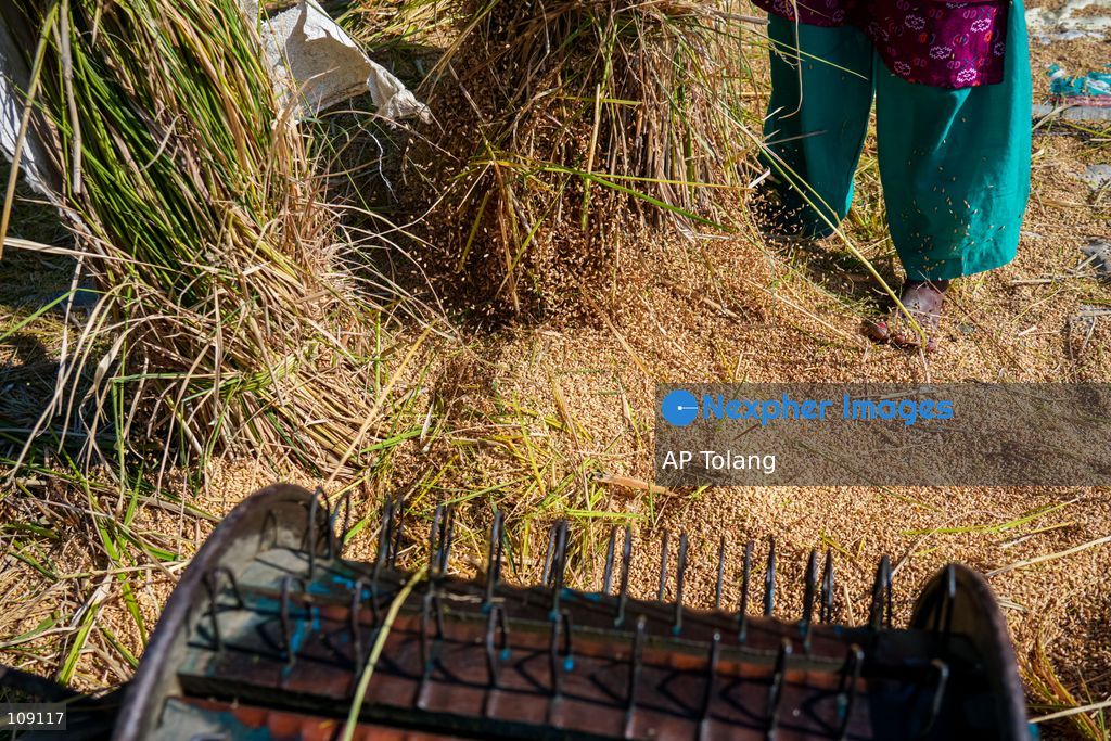 KATHMANDU, NEPAL – October 24, 2026: Farmers harvest paddy crops using traditional methods in farmland on the outskirts of Kathmandu, Nepal. Paddy harvesting is an important part of the autumn agricultural season in Nepal, as farmers gather their crops before the onset of winter. (Photo by AP Tolang/Nexpher Images)