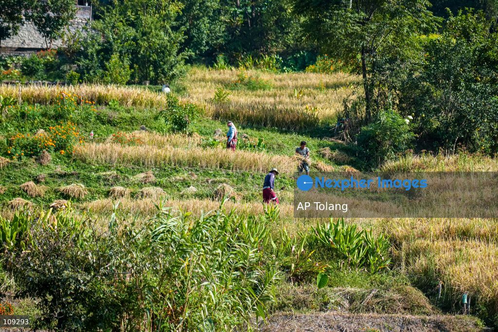 TOP PICS - KATHMANDU, NEPAL – October 24, 2026: Farmers harvest paddy crops using traditional methods in farmland on the outskirts of Kathmandu, Nepal. Paddy harvesting is an important part of the autumn agricultural season in Nepal, as farmers gather their crops before the onset of winter. (Photo by AP Tolang/Nexpher Images)