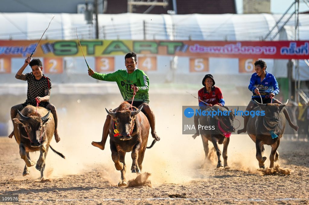 CHONBURI, THAILAND - OCTOBER 25, 2026: Participants compete in buffalo races during the 155th Chonburi Buffalo Racing Festival. (Photo by Suttipat Songnangrong/JNA Press via Nexpher Images)