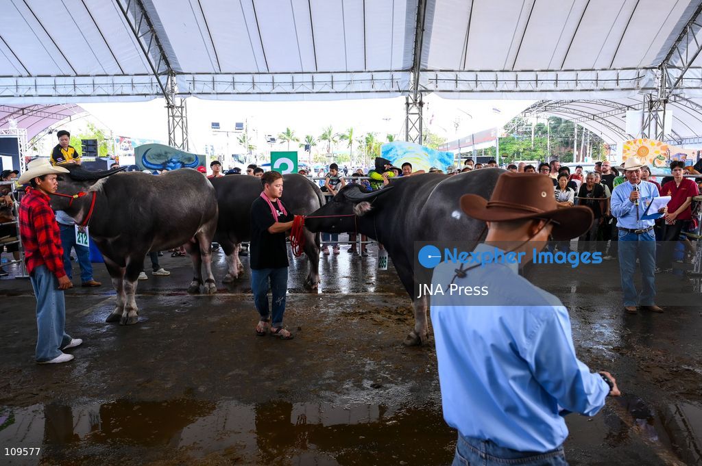 CHONBURI, THAILAND - OCTOBER 25, 2026: Participants compete in buffalo races during the 155th Chonburi Buffalo Racing Festival. (Photo by Suttipat Songnangrong/JNA Press via Nexpher Images)