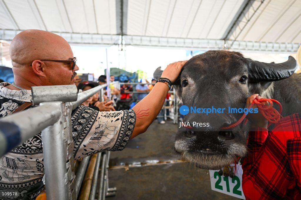 CHONBURI, THAILAND - OCTOBER 25, 2026: Participants compete in buffalo races during the 155th Chonburi Buffalo Racing Festival. (Photo by Suttipat Songnangrong/JNA Press via Nexpher Images)