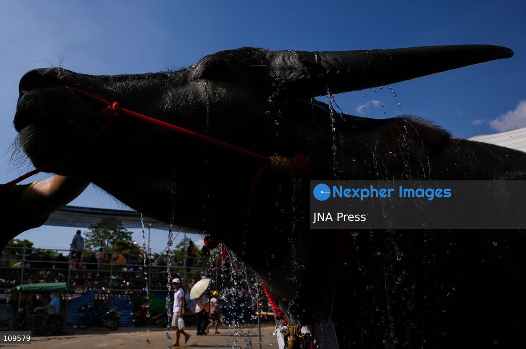 CHONBURI, THAILAND - OCTOBER 25, 2026: Participants compete in buffalo races during the 155th Chonburi Buffalo Racing Festival. (Photo by Suttipat Songnangrong/JNA Press via Nexpher Images)