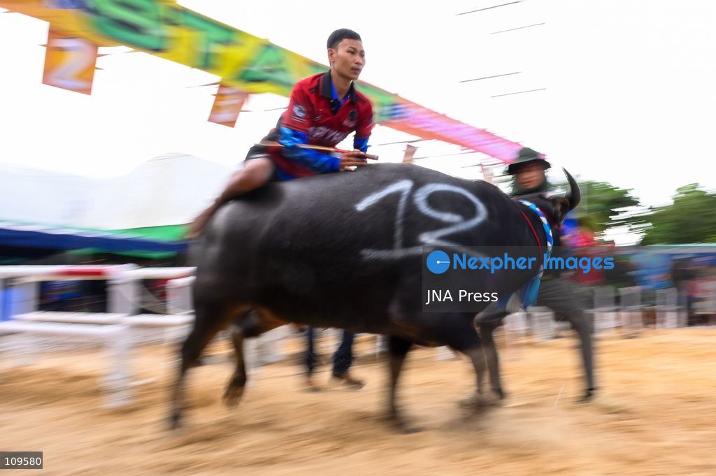 CHONBURI, THAILAND - OCTOBER 25, 2026: Participants compete in buffalo races during the 155th Chonburi Buffalo Racing Festival. (Photo by Suttipat Songnangrong/JNA Press via Nexpher Images)