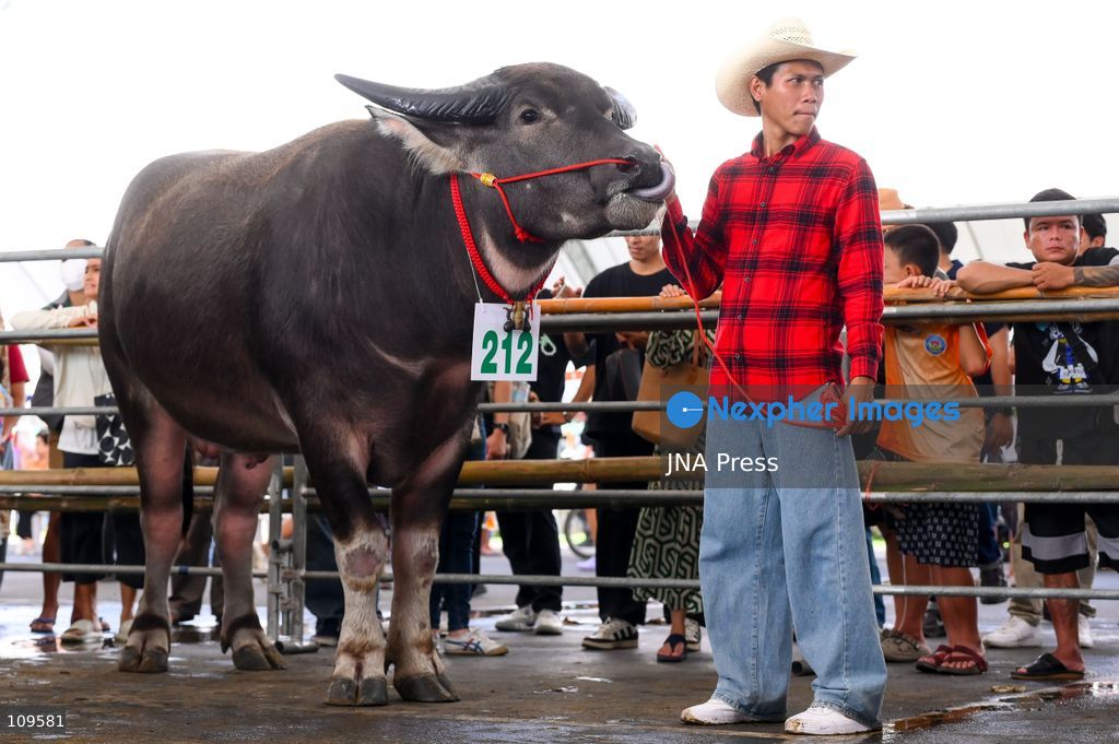 CHONBURI, THAILAND - OCTOBER 25, 2026: Participants compete in buffalo races during the 155th Chonburi Buffalo Racing Festival. (Photo by Suttipat Songnangrong/JNA Press via Nexpher Images)