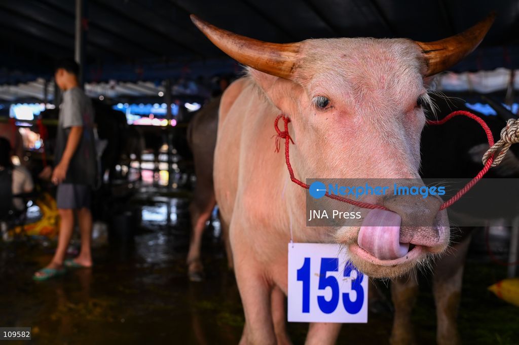CHONBURI, THAILAND - OCTOBER 25, 2026: Participants compete in buffalo races during the 155th Chonburi Buffalo Racing Festival. (Photo by Suttipat Songnangrong/JNA Press via Nexpher Images)