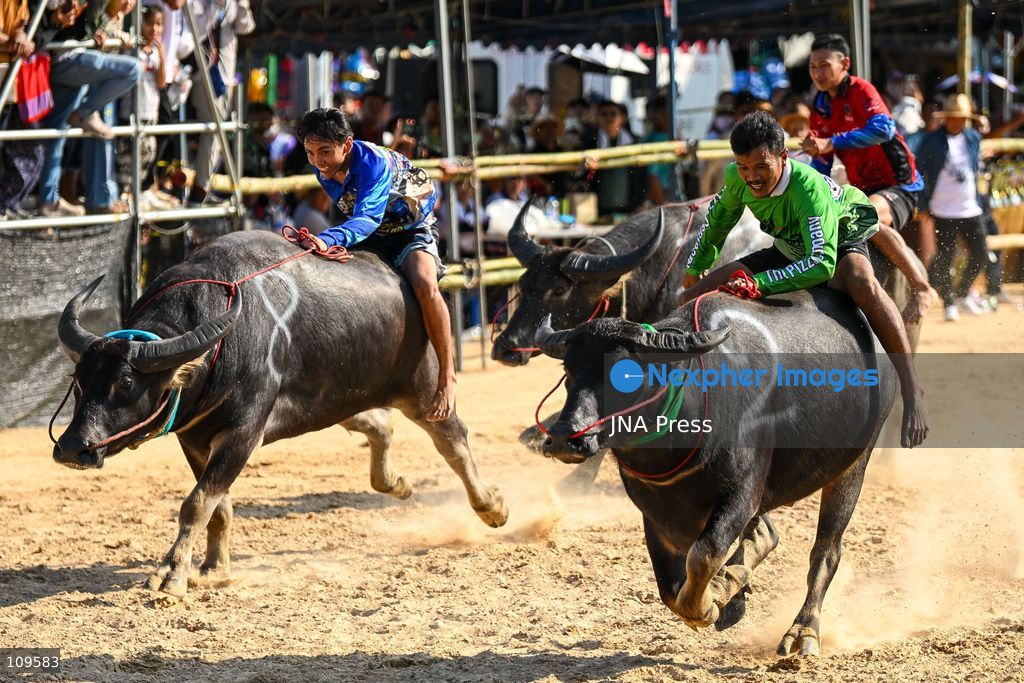 CHONBURI, THAILAND - OCTOBER 25, 2026: Participants compete in buffalo races during the 155th Chonburi Buffalo Racing Festival. (Photo by Suttipat Songnangrong/JNA Press via Nexpher Images)