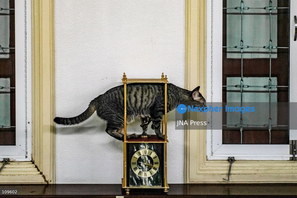 BANGKOK, THAILAND, OCTOBER 26, 2026: Visitors read and spend time with cats at Mongkolsiri Library inside Wat Paknam Phasi Charoen in Bangkok. Monks and members of the temple community care for the cats, including former strays that have found shelter on the grounds. (Photo by Ekkasit chimpinit/JNA Press via Nexpher Images)
