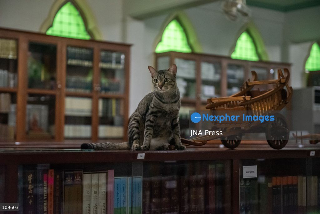 BANGKOK, THAILAND, OCTOBER 26, 2026: Visitors read and spend time with cats at Mongkolsiri Library inside Wat Paknam Phasi Charoen in Bangkok. Monks and members of the temple community care for the cats, including former strays that have found shelter on the grounds. (Photo by Ekkasit chimpinit/JNA Press via Nexpher Images)