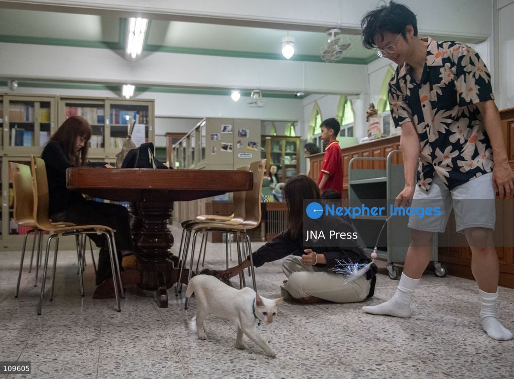BANGKOK, THAILAND, OCTOBER 26, 2026: Visitors read and spend time with cats at Mongkolsiri Library inside Wat Paknam Phasi Charoen in Bangkok. Monks and members of the temple community care for the cats, including former strays that have found shelter on the grounds. (Photo by Ekkasit chimpinit/JNA Press via Nexpher Images)