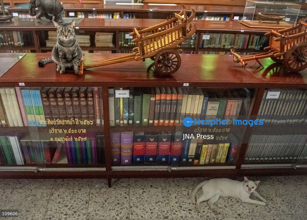 BANGKOK, THAILAND, OCTOBER 26, 2026: Visitors read and spend time with cats at Mongkolsiri Library inside Wat Paknam Phasi Charoen in Bangkok. Monks and members of the temple community care for the cats, including former strays that have found shelter on the grounds. (Photo by Ekkasit chimpinit/JNA Press via Nexpher Images)