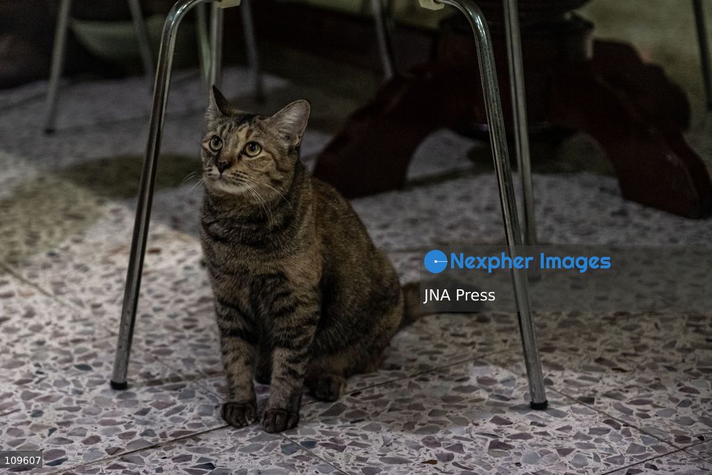 BANGKOK, THAILAND, OCTOBER 26, 2026: Visitors read and spend time with cats at Mongkolsiri Library inside Wat Paknam Phasi Charoen in Bangkok. Monks and members of the temple community care for the cats, including former strays that have found shelter on the grounds. (Photo by Ekkasit chimpinit/JNA Press via Nexpher Images)