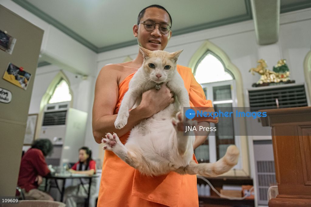 BANGKOK, THAILAND, OCTOBER 26, 2026: Visitors read and spend time with cats at Mongkolsiri Library inside Wat Paknam Phasi Charoen in Bangkok. Monks and members of the temple community care for the cats, including former strays that have found shelter on the grounds. (Photo by Ekkasit chimpinit/JNA Press via Nexpher Images)