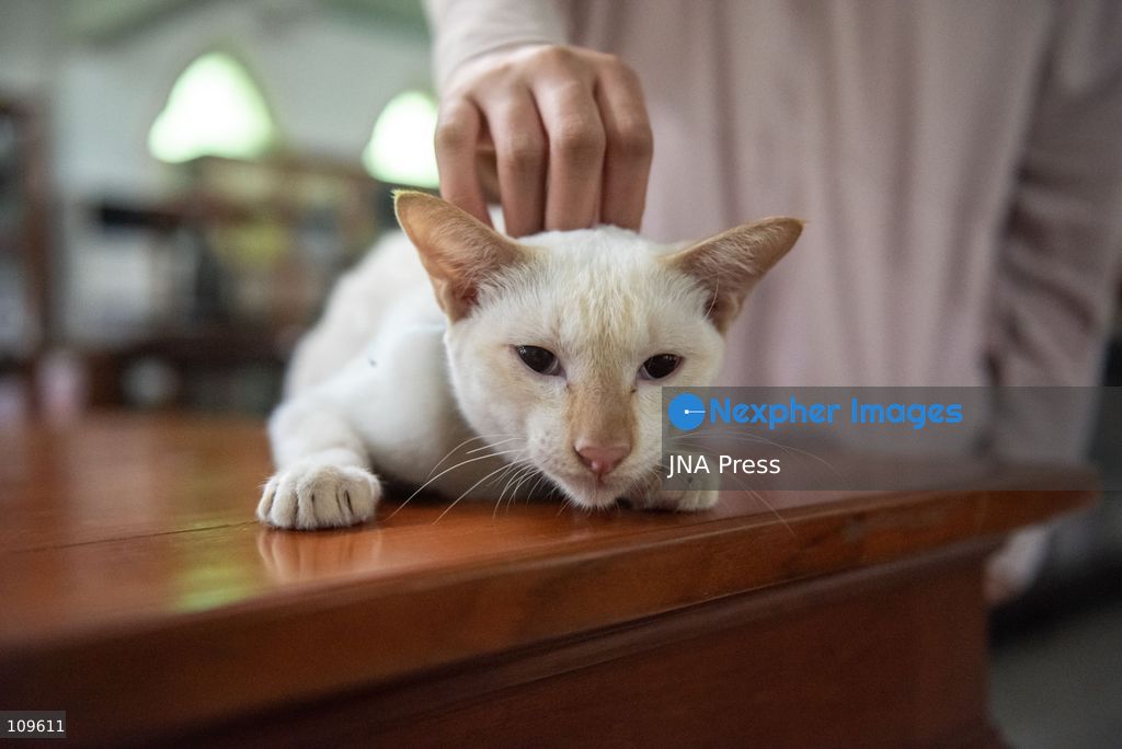 BANGKOK, THAILAND, OCTOBER 26, 2026: Visitors read and spend time with cats at Mongkolsiri Library inside Wat Paknam Phasi Charoen in Bangkok. Monks and members of the temple community care for the cats, including former strays that have found shelter on the grounds. (Photo by Ekkasit chimpinit/JNA Press via Nexpher Images)